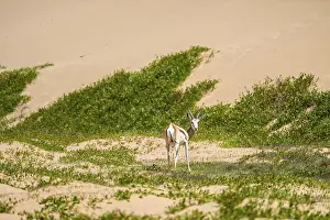 Springbok (Antidorcas marsupialis) on a sand dune