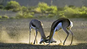 Springbok (Antidorcas marsupialis) shooting in first light Kalahari