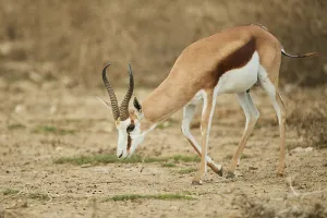 Springbok (Antidorcas marsupialis) standing in the dessert