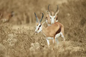 Springbok (Antidorcas marsupialis) standing in the dessert