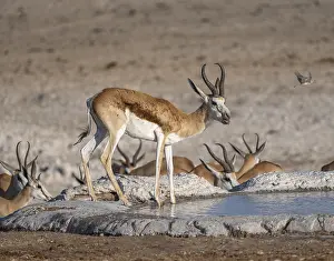 Springbok (Antidorcas marsupialis) at a waterhole