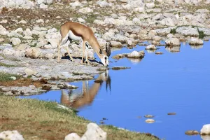Springbok drinking at a waterhole in Etosha National Park in Namibia