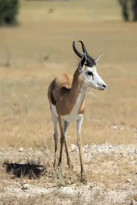 Springbok in Etosha National Park in Namibia