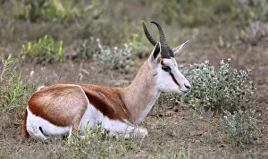 Springbok, Etosha NP, Namibia