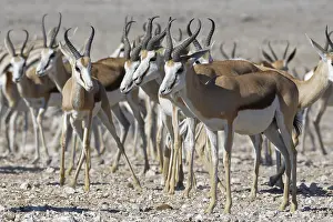 Springboks (Antidorcas marsupialis)