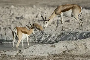 Springboks (Antidorcas marsupialis)