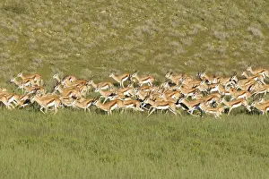 Springboks (Antidorcas marsupialis)