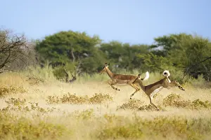 Springboks (Antidorcas marsupialis) running and jumping through yellow grassland