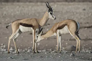 Springboks (Antidorcas marsupialis) at a waterhole