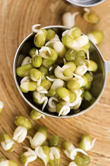 Sprouted mung beans, lodz, poland