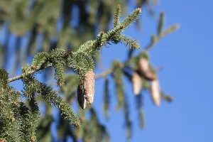Spruce cones growing on a branch of tree