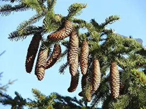 Spruce, cones, spruce cones, tree