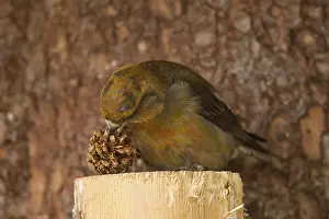 Spruce crossbill (Loxia curvirostra)