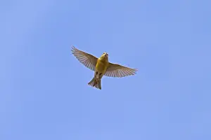 Spruce Crossbill, Spruce Crossbill