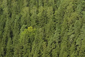 Framed Print : Spruce forest 01