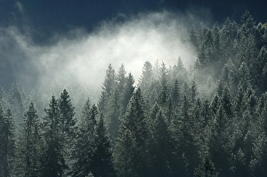 Spruce forest