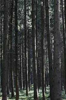 Spruce forest