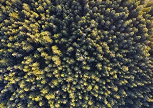 Spruce forest from above, drone photograph