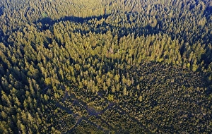 Spruce forest from above, raised bog at Mondseeberg