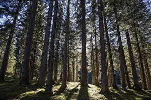 Spruce forest, backlit, in Tannheim