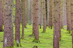 Spruce forest in the Bavarian Forest Nationalpark