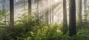 Spruce forest in the early morning