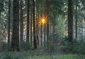 Spruce forest, european spruce (Picea abies) in backlight with sun star