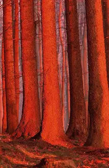 Spruce forest in the evening light in winter