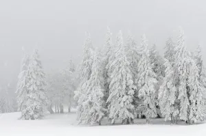 Spruce forest, out of the fog