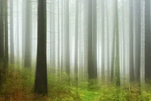 Spruce forest with fog in Harz National Park