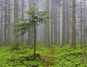 Spruce forest in the fog, Upper Austria
