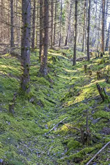 Spruce forest with green moss on the ground and a old a sunken path in the landscape