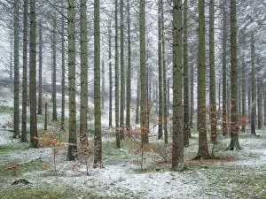 Spruce forest in late autumn, snow on the ground