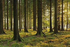 Spruce forest in the last light of the evening sun