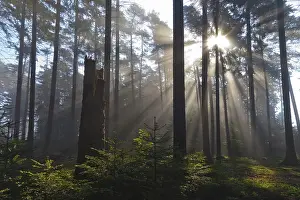 Spruce forest, Lower Saxony, Germany, Europe