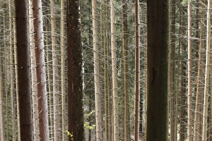 Spruce forest monoculture, Tegernsee Valley