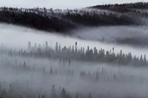 Category Forests Prints: Spruce forest with morning mist