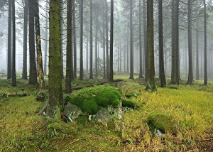 Spruce forest with mossy boulders in the mist