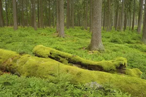 Spruce forest, Odenwald, Germany