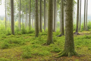 Spruce forest in the Odenwald, Natural regeneration