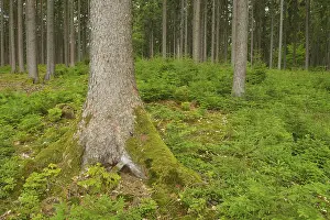 Spruce forest in the Odenwald, Natural regeneration