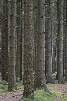 Spruce forest (Picea abies), Emsland