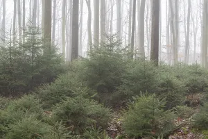 Spruce forest (Picea abies) in fog