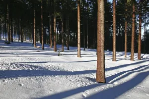 Spruce forest (Picea abies), in winter