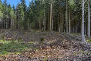 Spruce forest, pole forest with clear cut