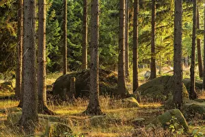 Spruce forest with rocks in the evening light
