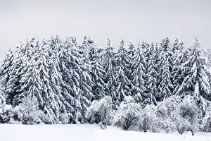 Spruce forest, spruce (Picea), pine (Pinaceae)