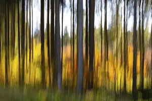Spruce forest in the Swabian Alb in autumn