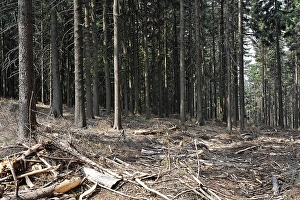 Spruce forest Tiefenbach, Bavaria Germany