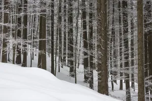 Spruce forest in winter with snow cover